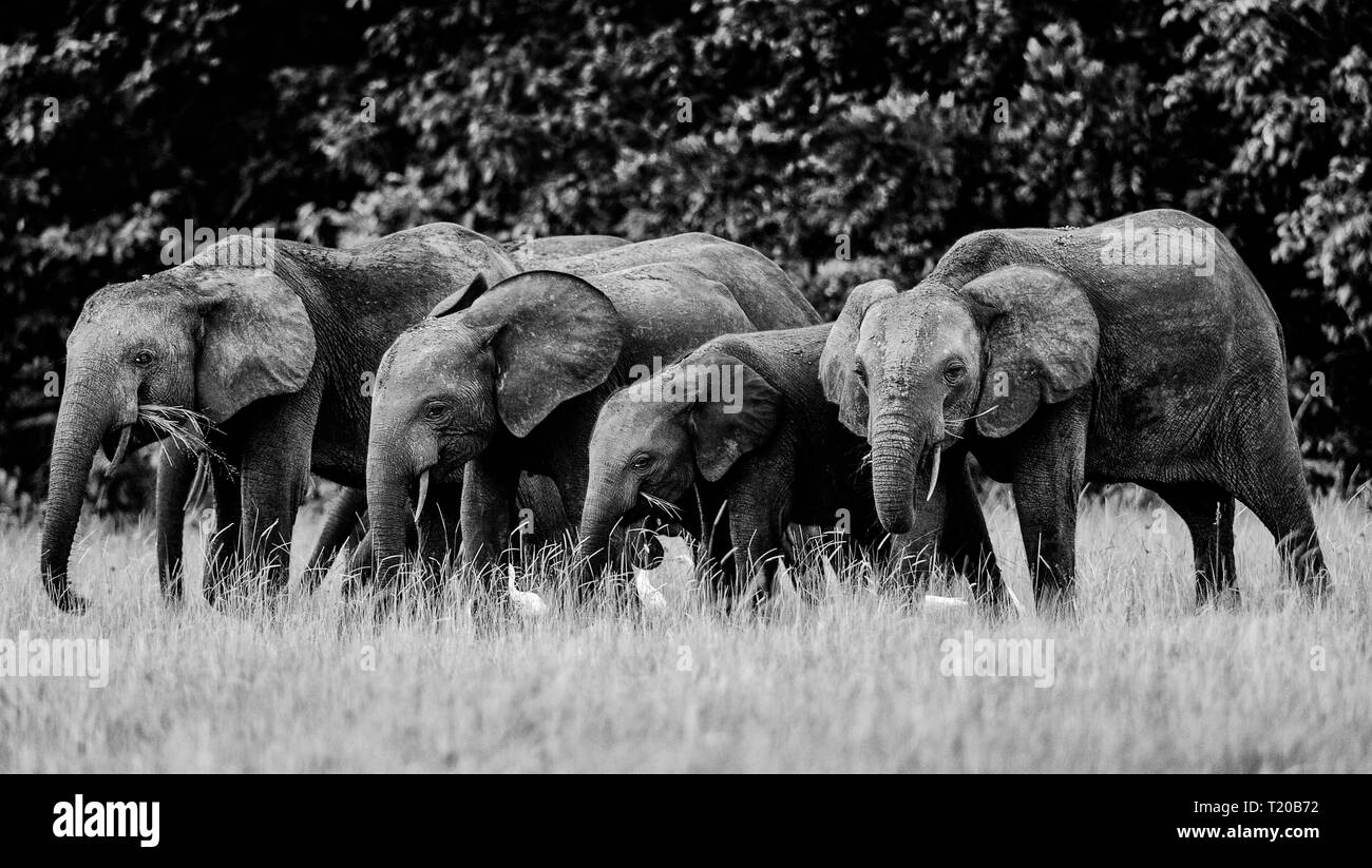 Les éléphants dans le Parc National de Loango, Gabon Banque D'Images