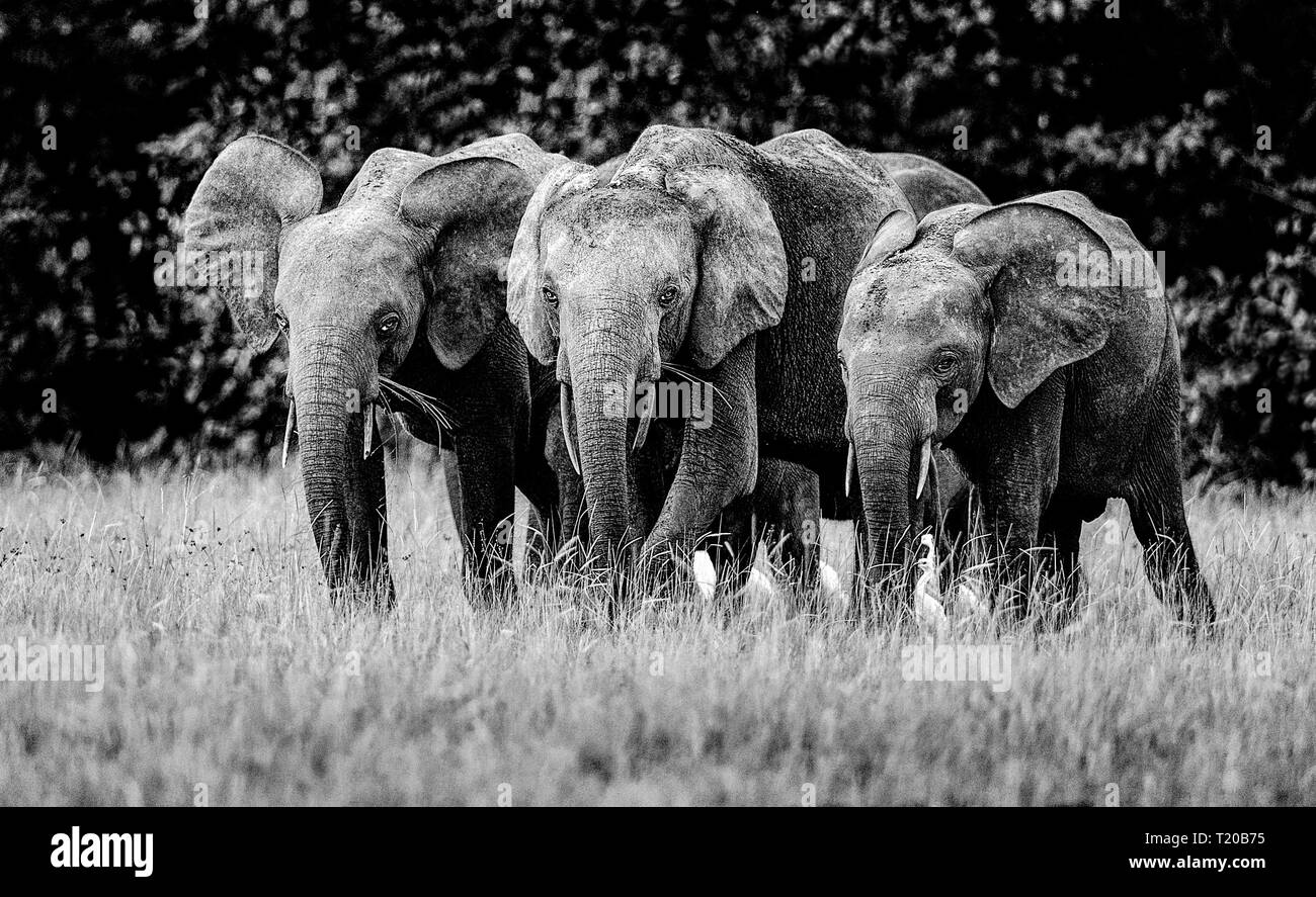 Les éléphants dans le Parc National de Loango, Gabon Banque D'Images
