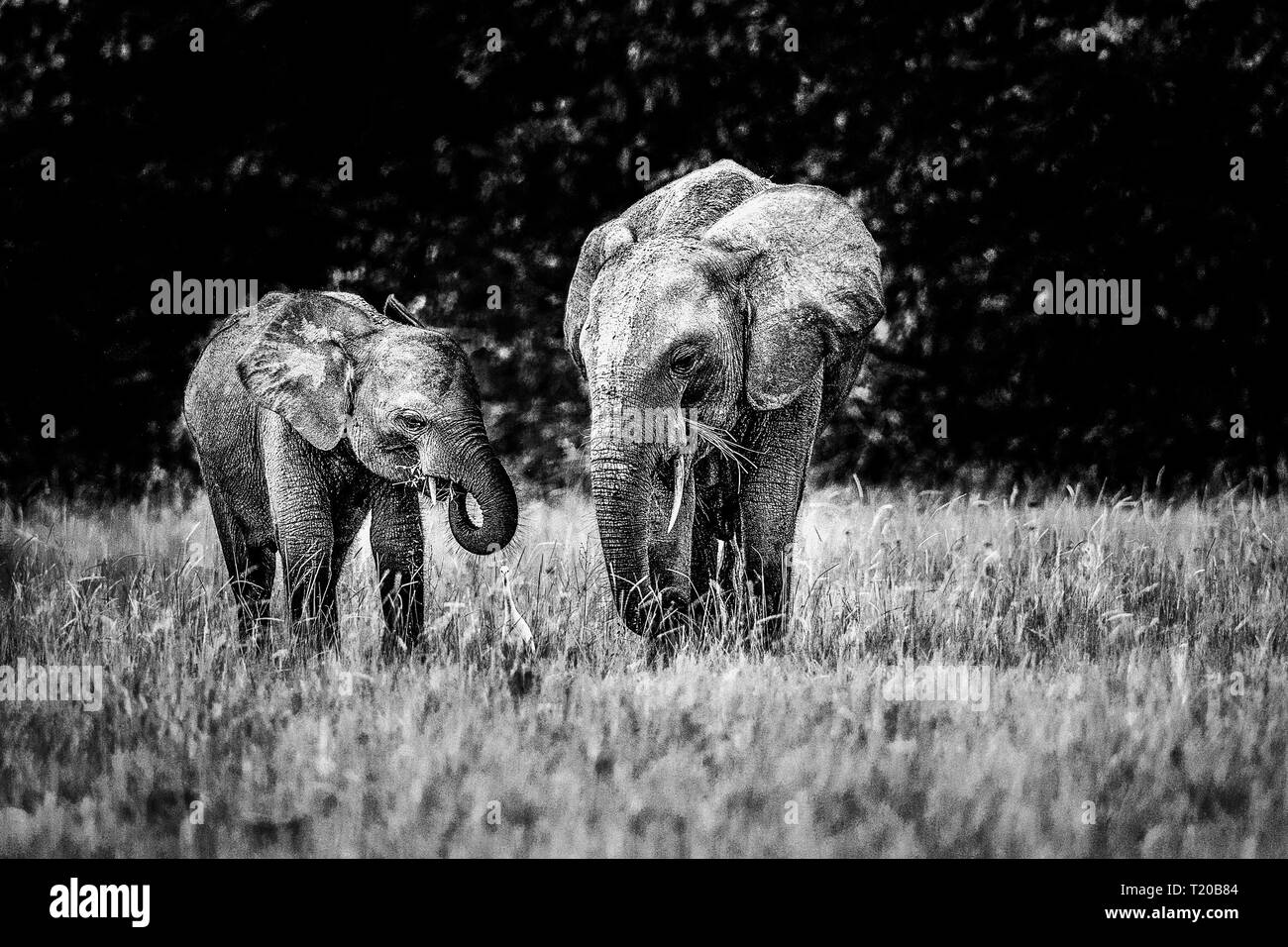 Les éléphants dans le Parc National de Loango, Gabon Banque D'Images