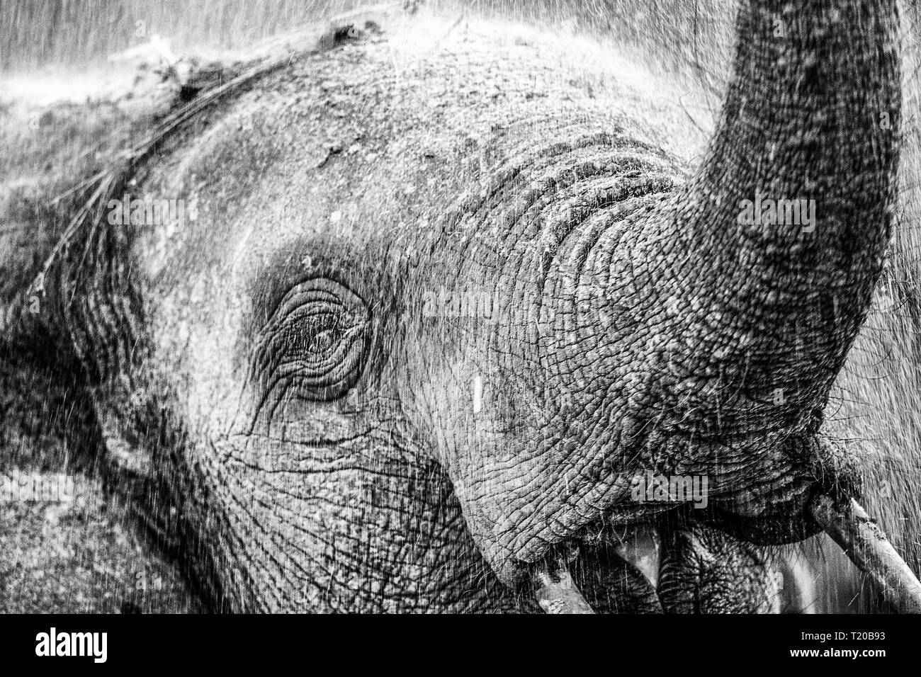 Les éléphants dans le Parc National de Loango, Gabon Banque D'Images