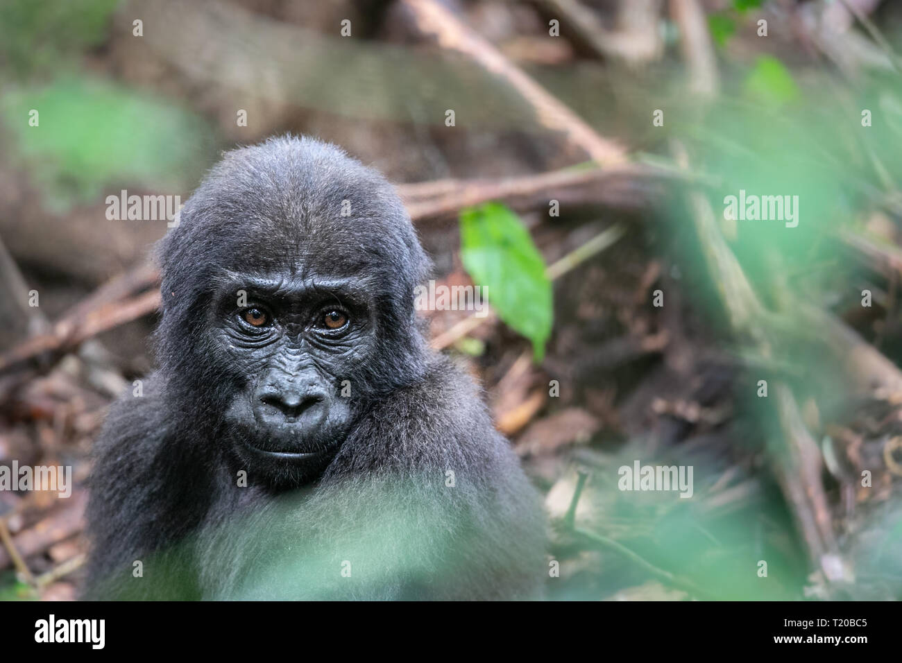 Les gorilles dans le Parc National de Loango, Gabon Banque D'Images