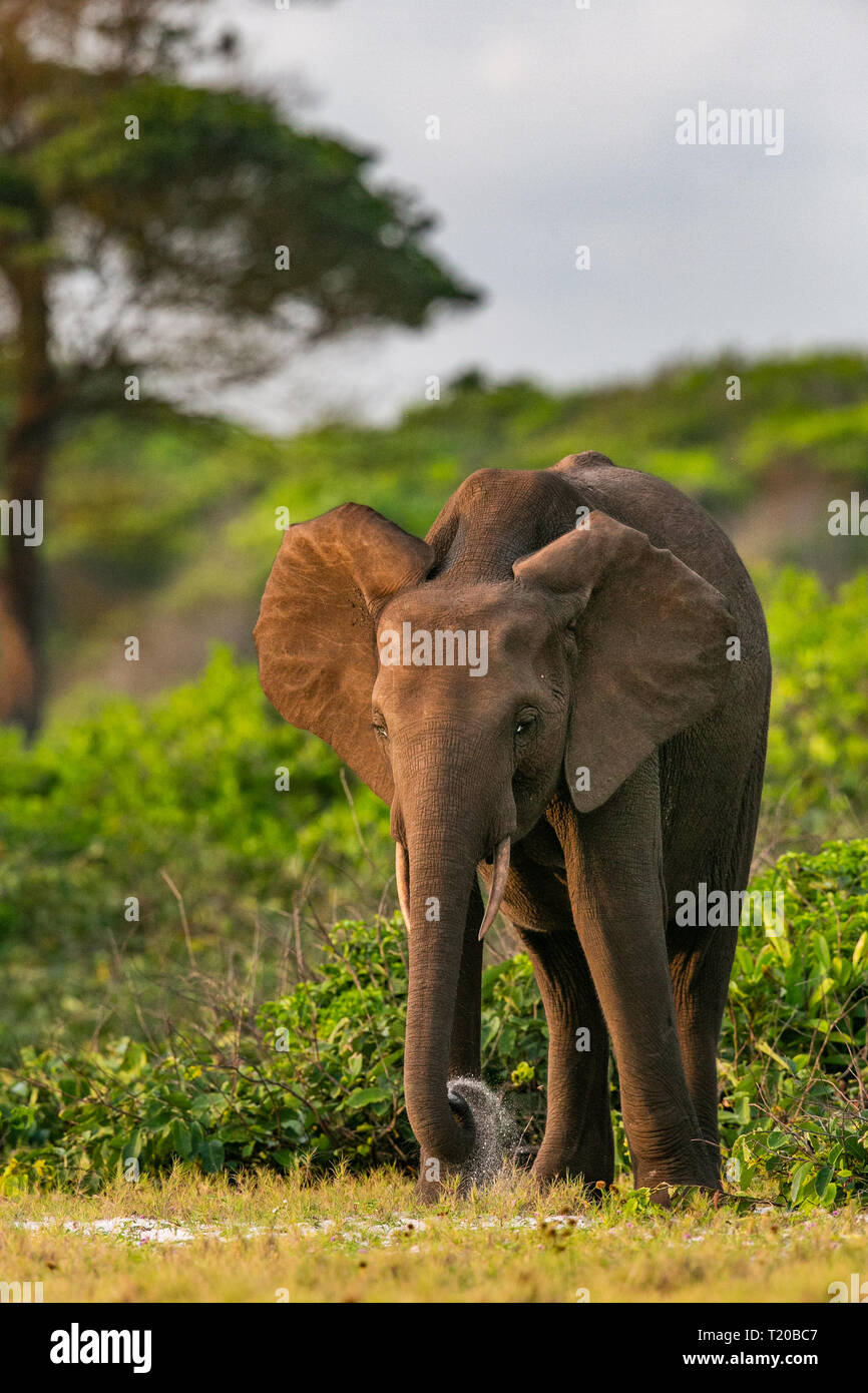 Les éléphants dans le Parc National de Loango, Gabon Banque D'Images
