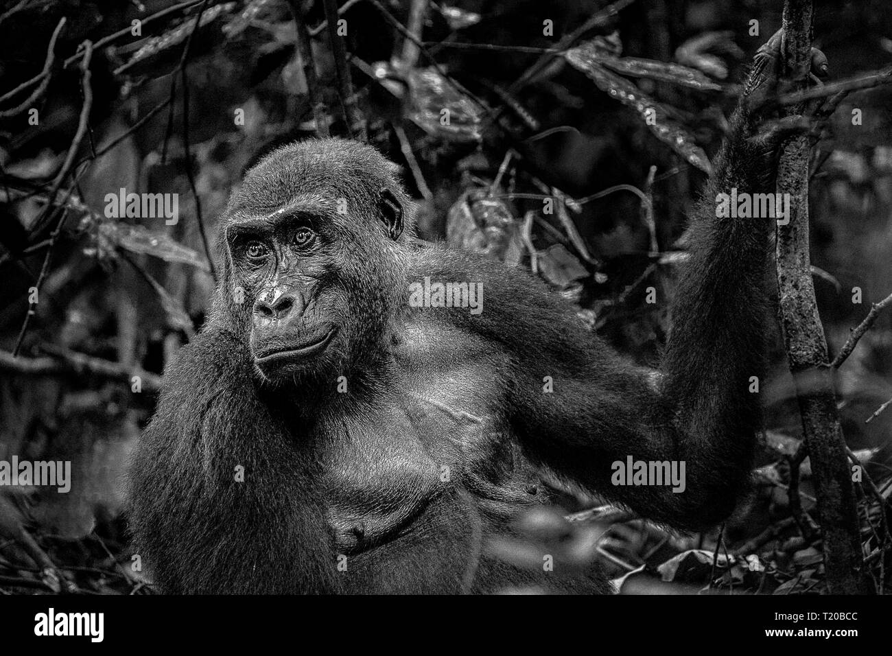 Les gorilles dans le Parc National de Loango, Gabon Banque D'Images