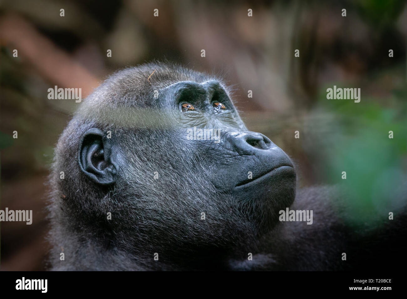 Les gorilles dans le Parc National de Loango, Gabon Banque D'Images
