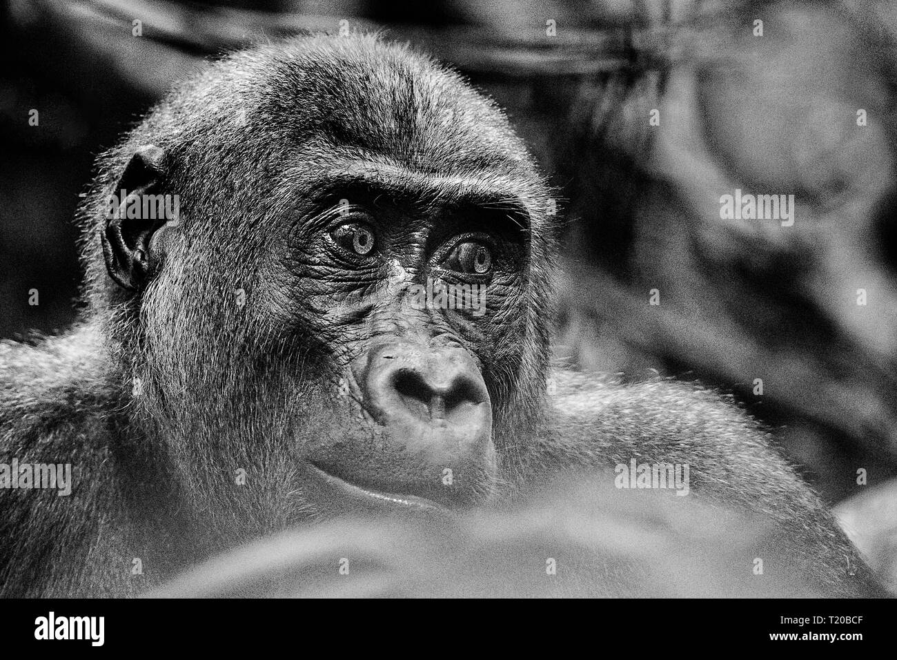 Les gorilles dans le Parc National de Loango, Gabon Banque D'Images
