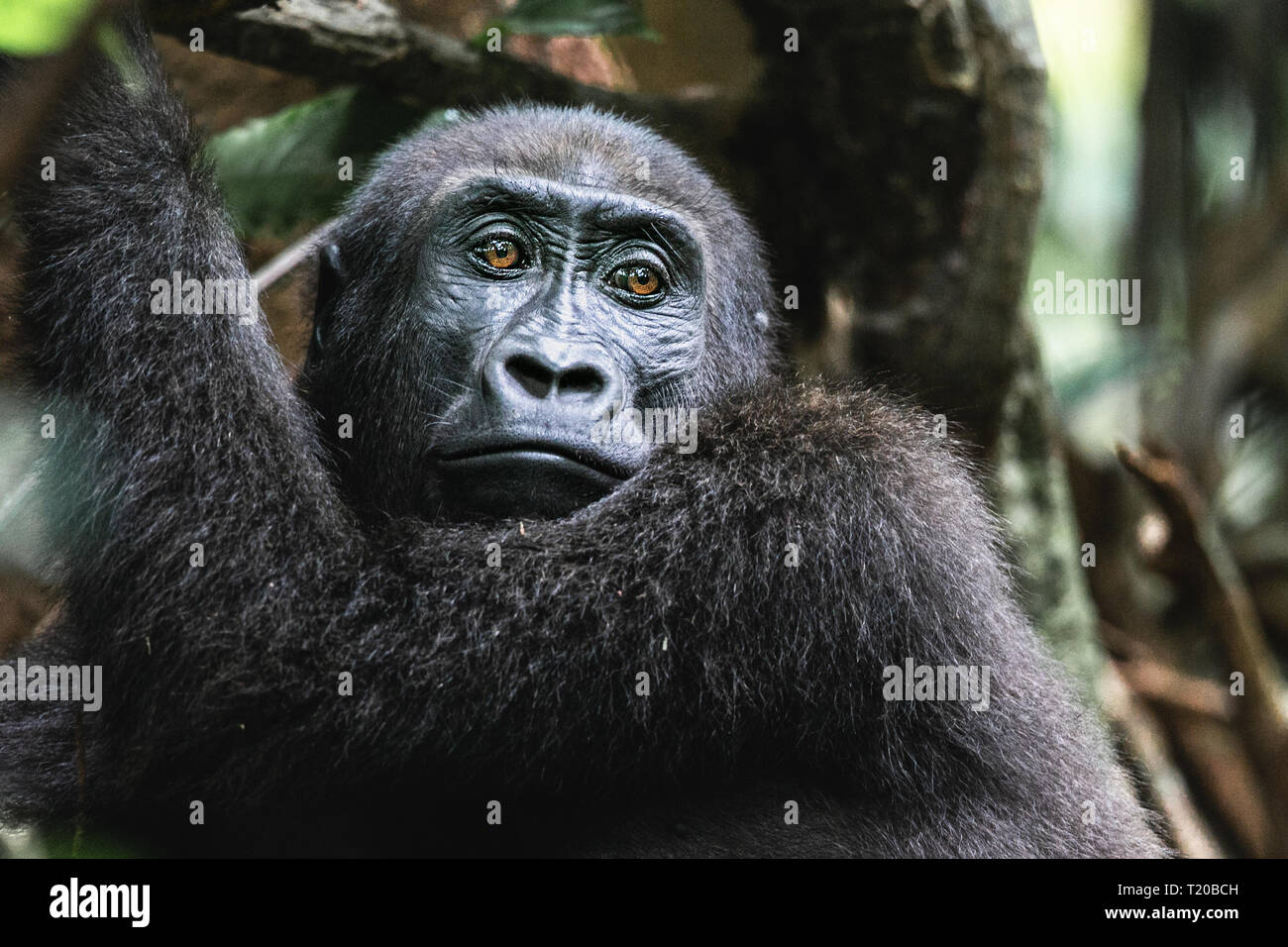 Les gorilles dans le Parc National de Loango, Gabon Banque D'Images