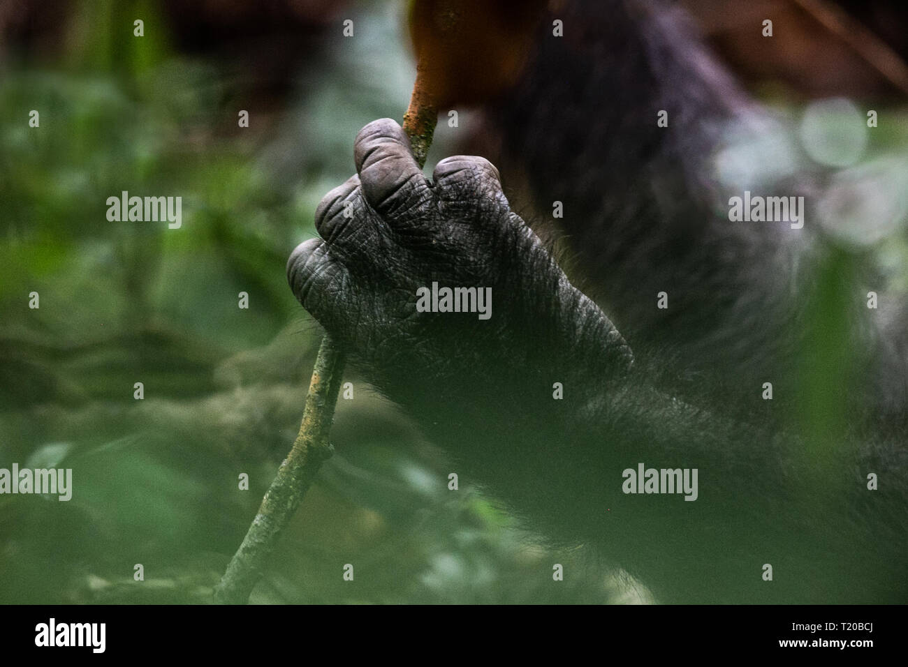 Les gorilles dans le Parc National de Loango, Gabon Banque D'Images