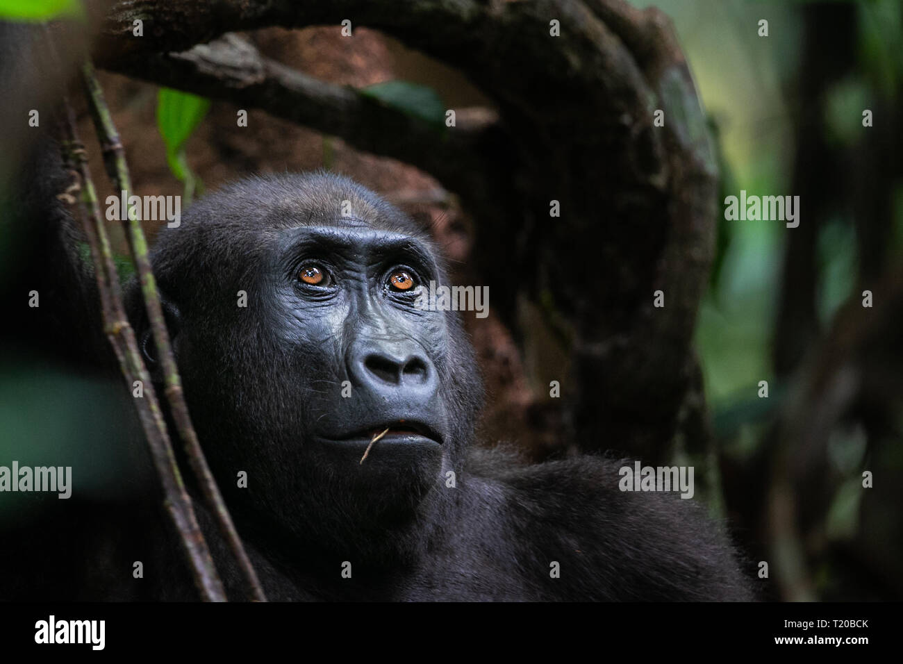 Les gorilles dans le Parc National de Loango, Gabon Banque D'Images