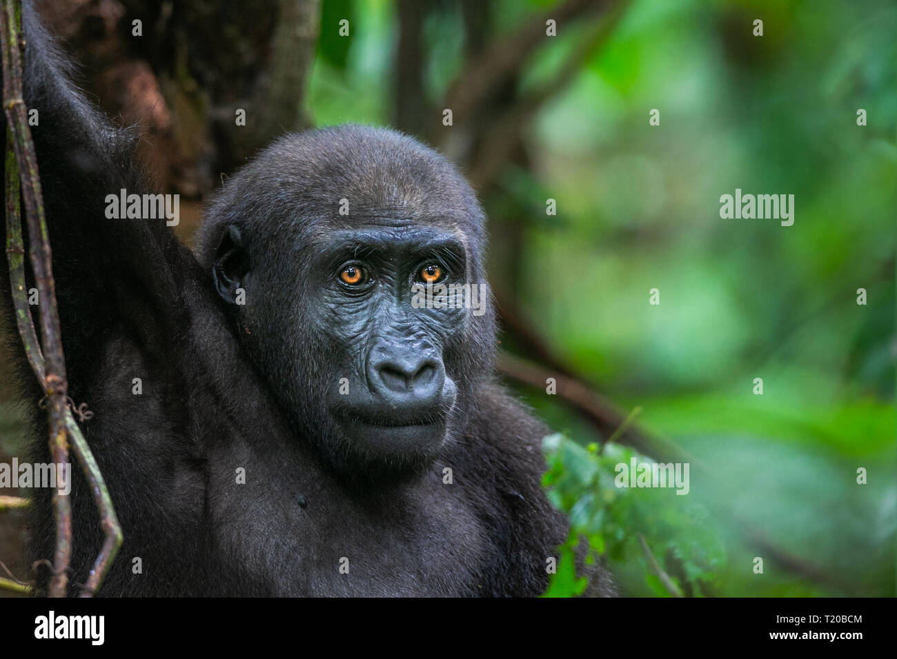 Les gorilles dans le Parc National de Loango, Gabon Banque D'Images