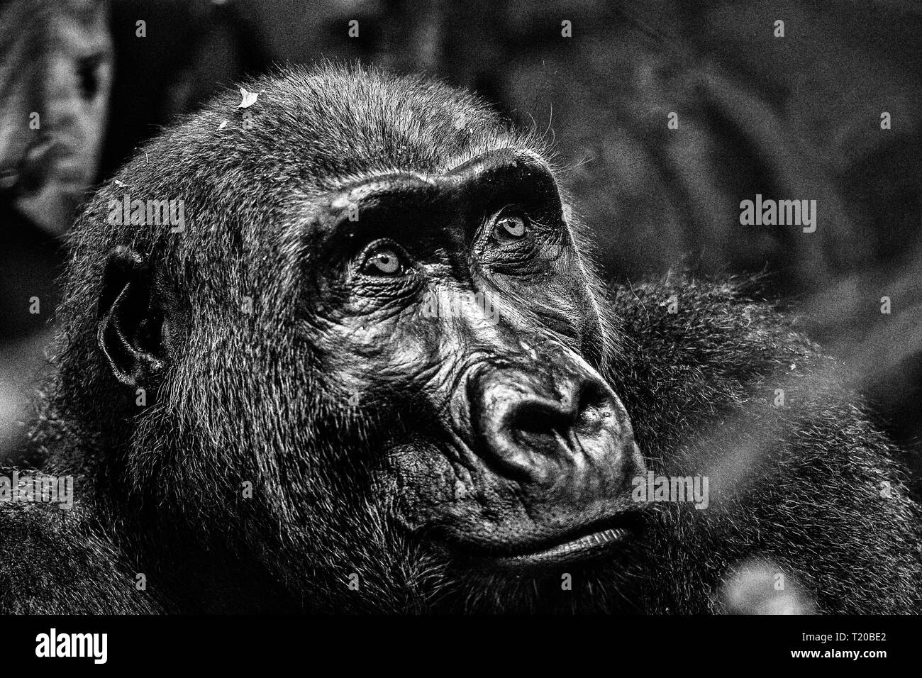 Les gorilles dans le Parc National de Loango, Gabon Banque D'Images