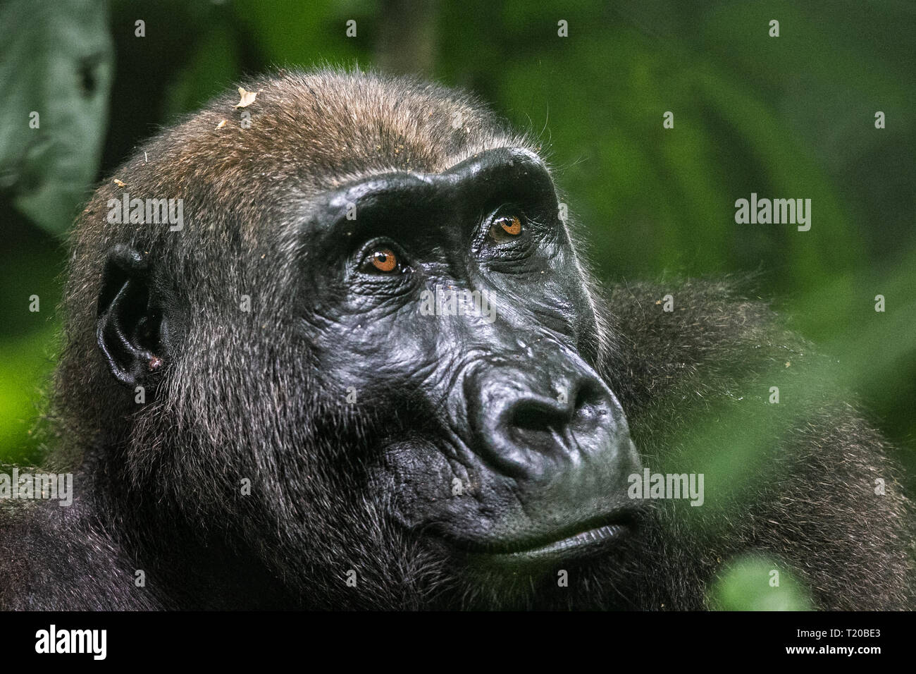 Les gorilles dans le Parc National de Loango, Gabon Banque D'Images