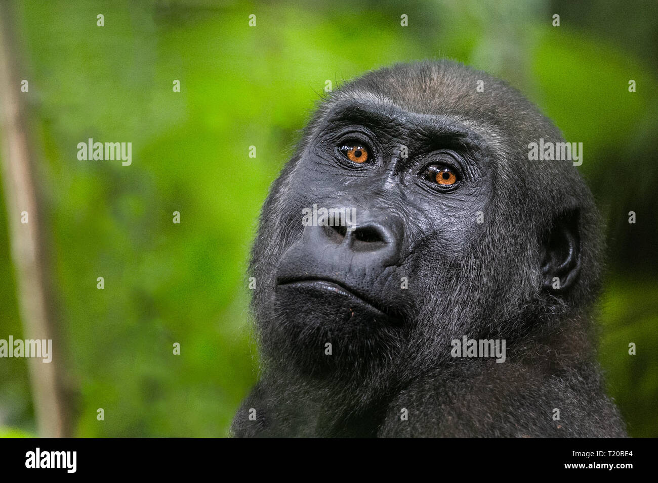 Les gorilles dans le Parc National de Loango, Gabon Banque D'Images