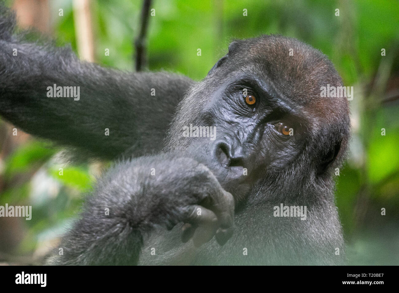 Les gorilles dans le Parc National de Loango, Gabon Banque D'Images