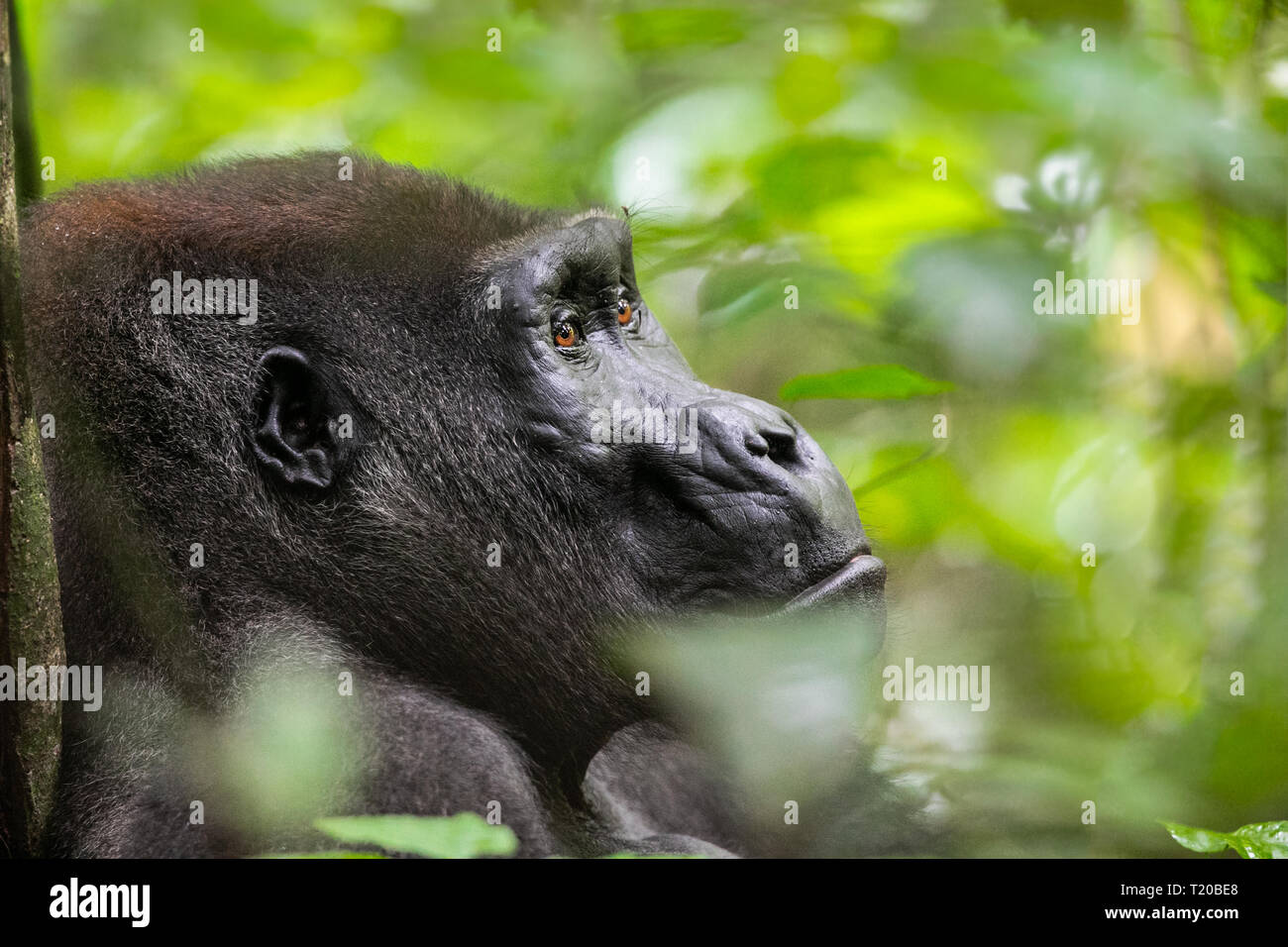 Les gorilles dans le Parc National de Loango, Gabon Banque D'Images