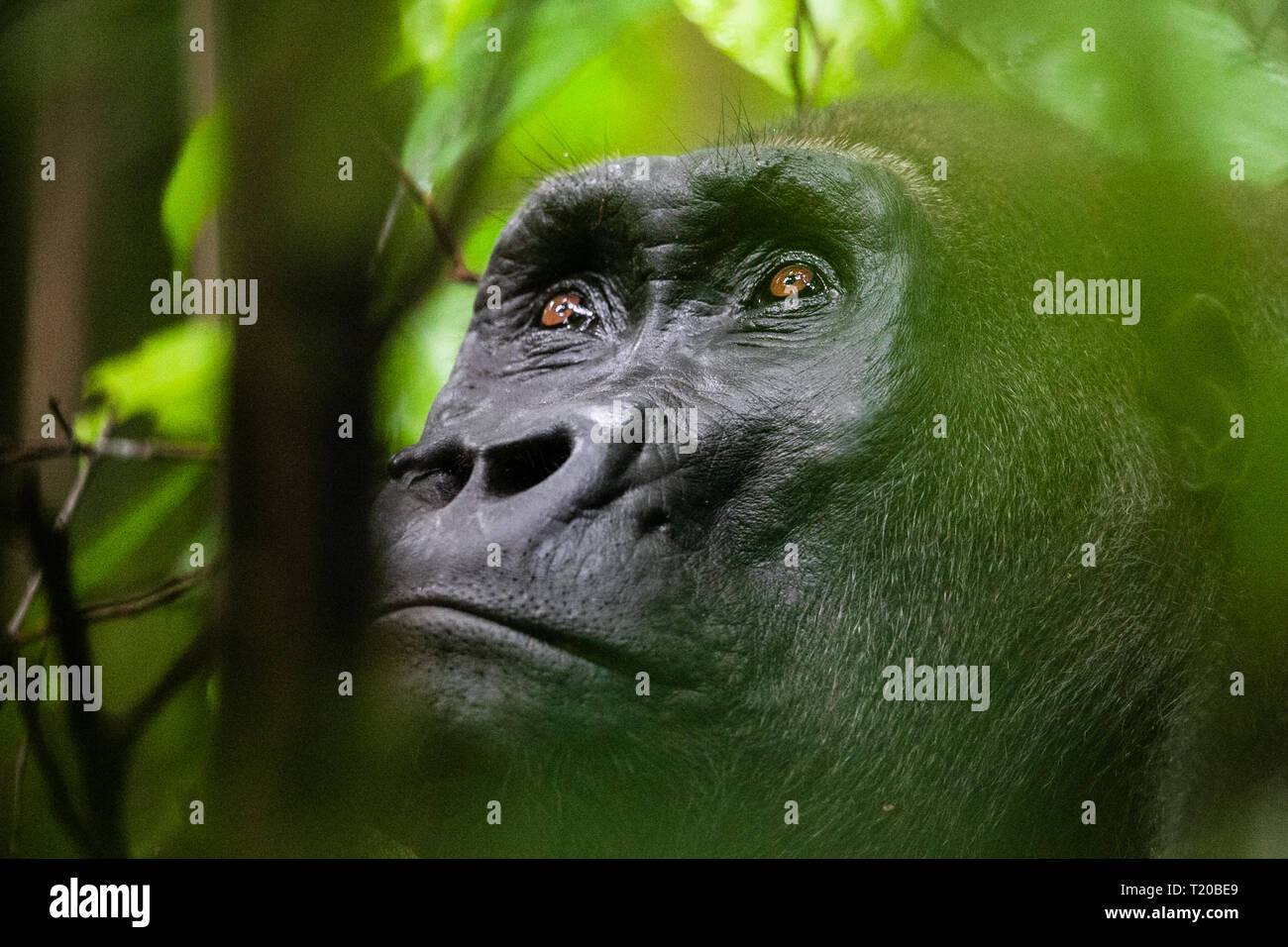 Les gorilles dans le Parc National de Loango, Gabon Banque D'Images