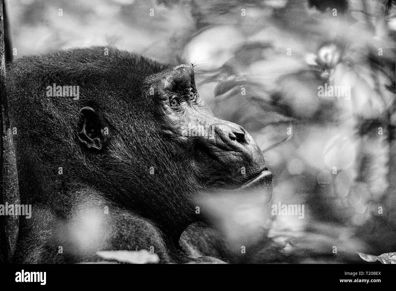 Les gorilles dans le Parc National de Loango, Gabon Banque D'Images