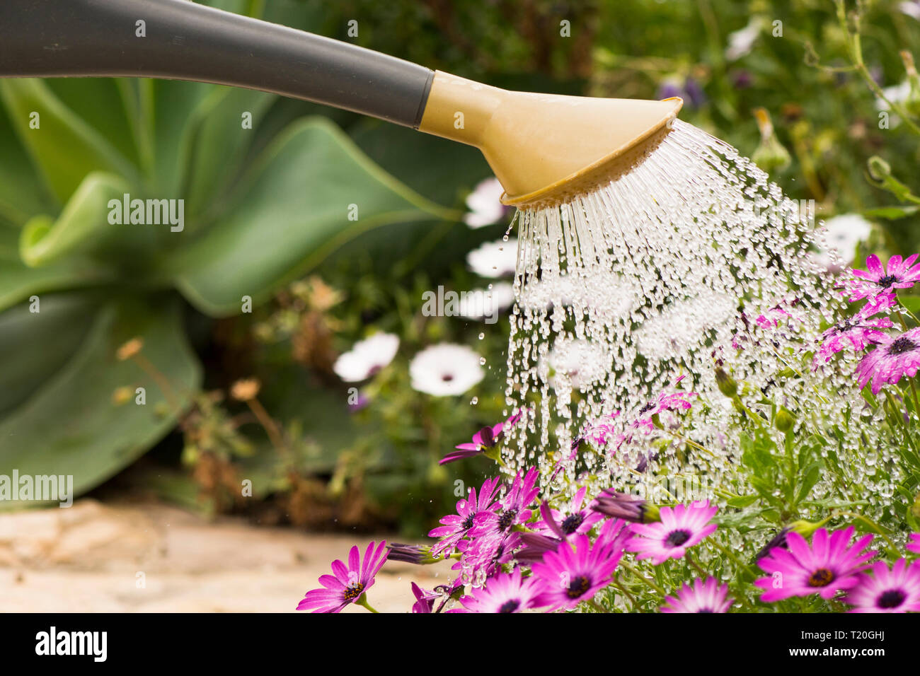 Détail de l'arrosoir en plastique, à l'arrosage African Daisies dans jardin méditerranéen. Banque D'Images
