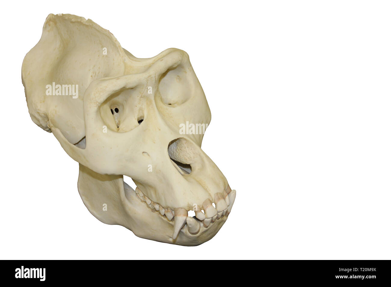 Crâne de gorille mâle Fond blanc Banque D'Images