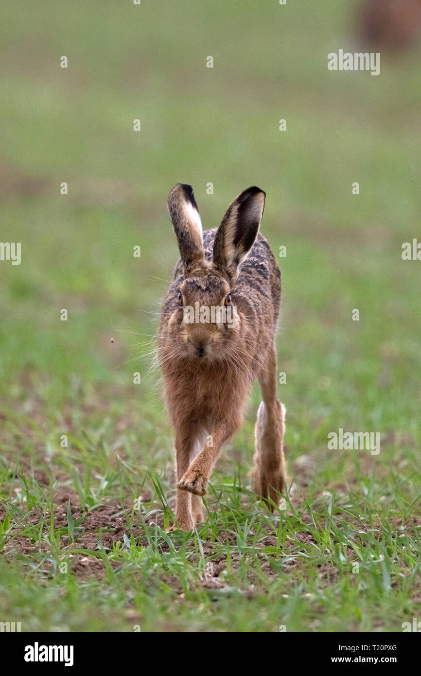 Lièvre brun (Lepus europaeus) Banque D'Images