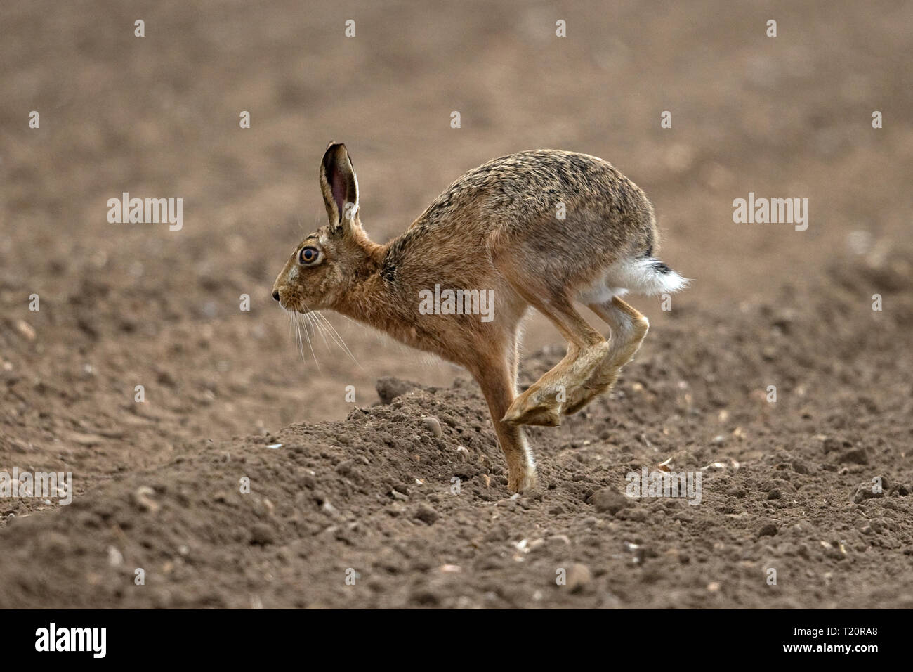 Lièvre brun (Lepus europaeus) Banque D'Images