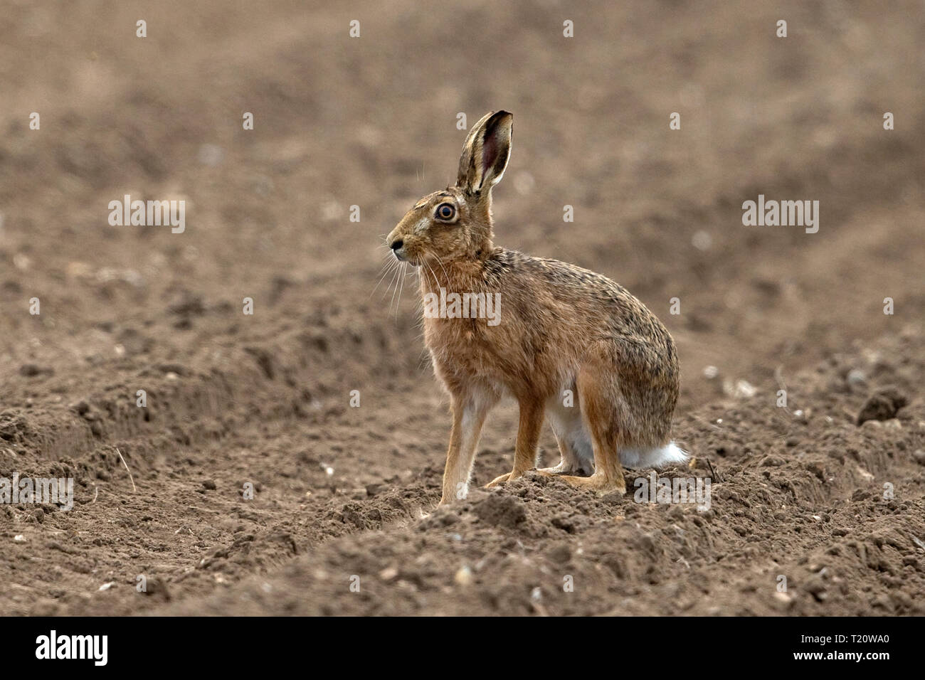 Lièvre brun (Lepus europaeus) Banque D'Images