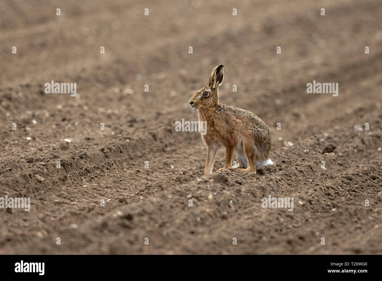 Lièvre brun (Lepus europaeus) Banque D'Images