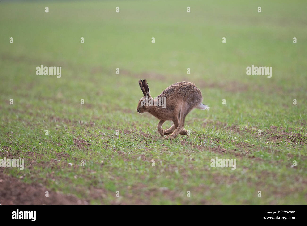 Lièvre brun (Lepus europaeus) Banque D'Images