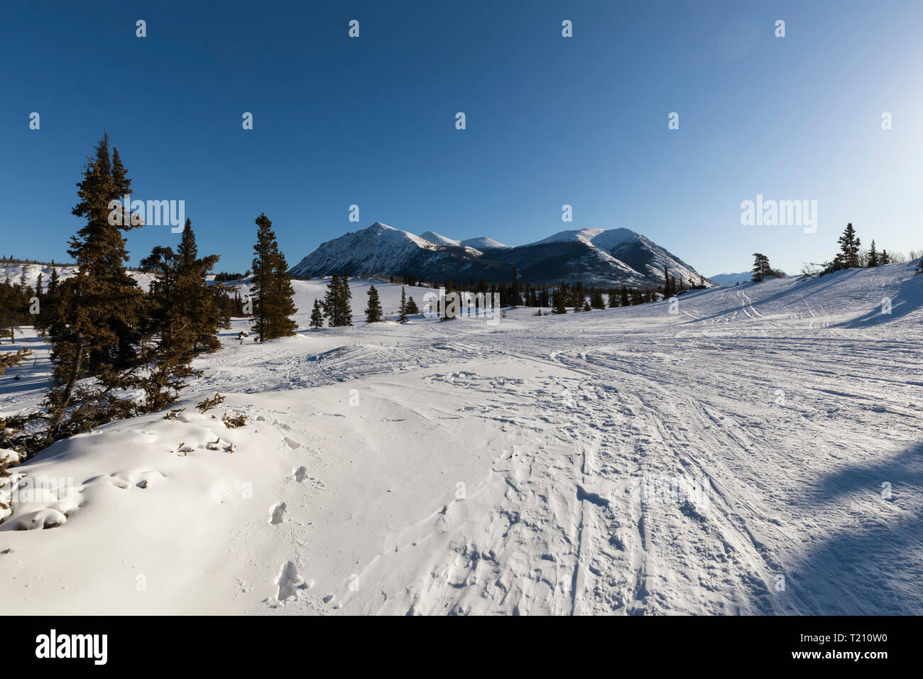 Désert de Carcross (Yukon), connu comme le désert le plus petit du monde Banque D'Images