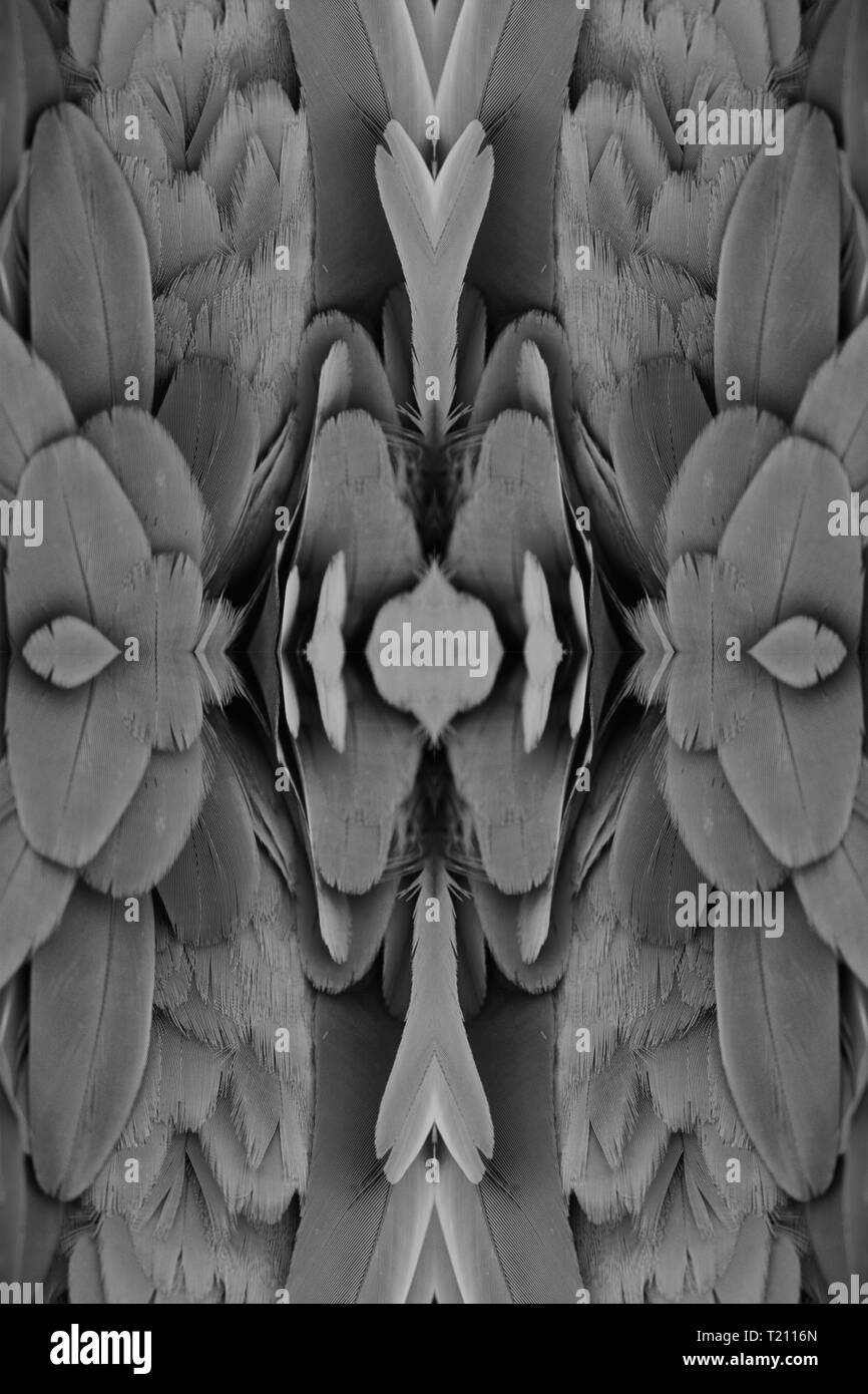 Beau bleu-et-jaune Macaw (Ara ararauna), également connu sous le nom de bleu et or Macaw plume retour Banque D'Images