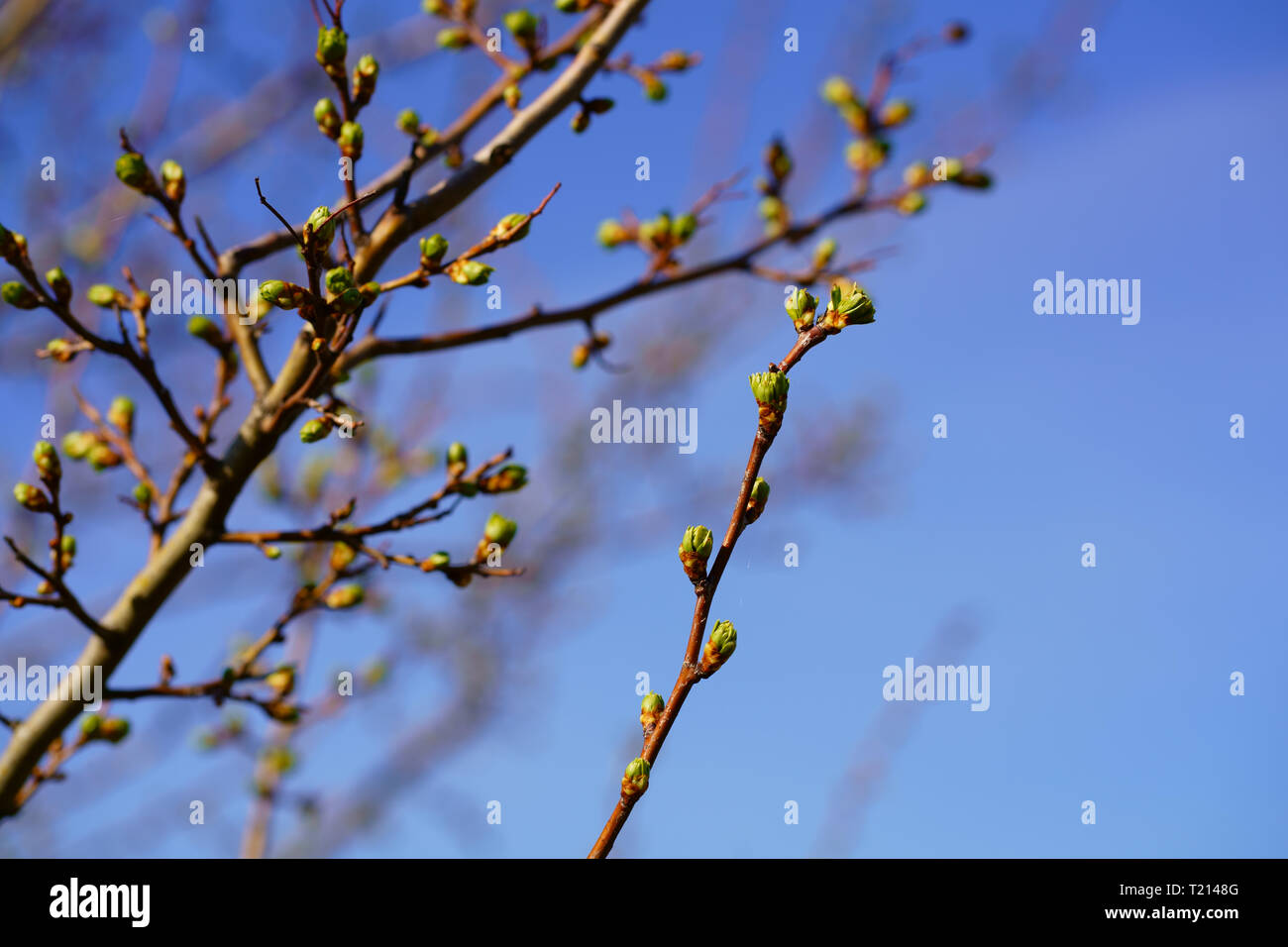 L'éveil du printemps. Peu de frais bourgeons vert sur une branche contre un ciel bleu ensoleillé. Haute résolution, selective focus et copiez l'espace. Banque D'Images