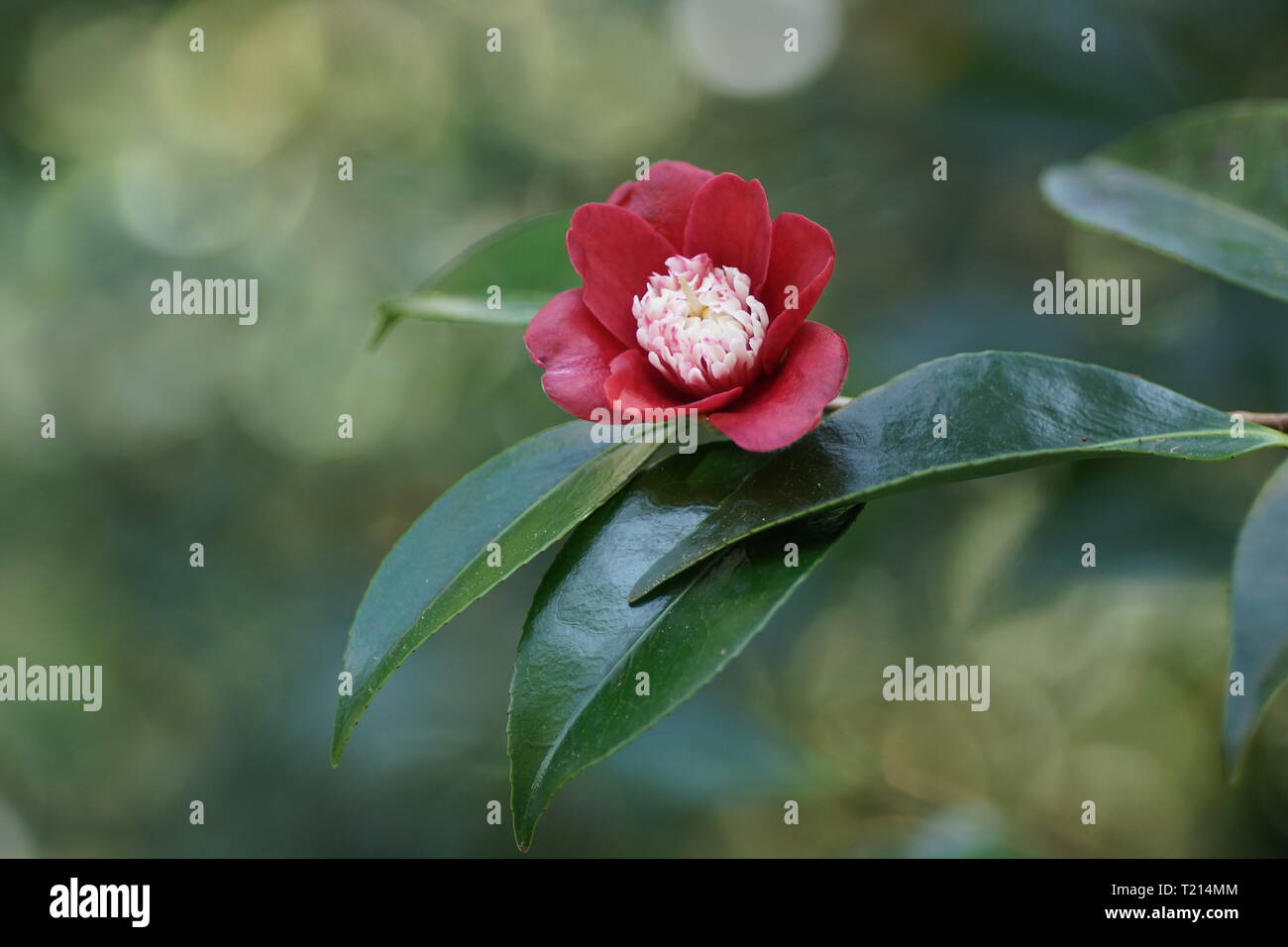 Camellia japonica 'Anemoniflora' Banque D'Images