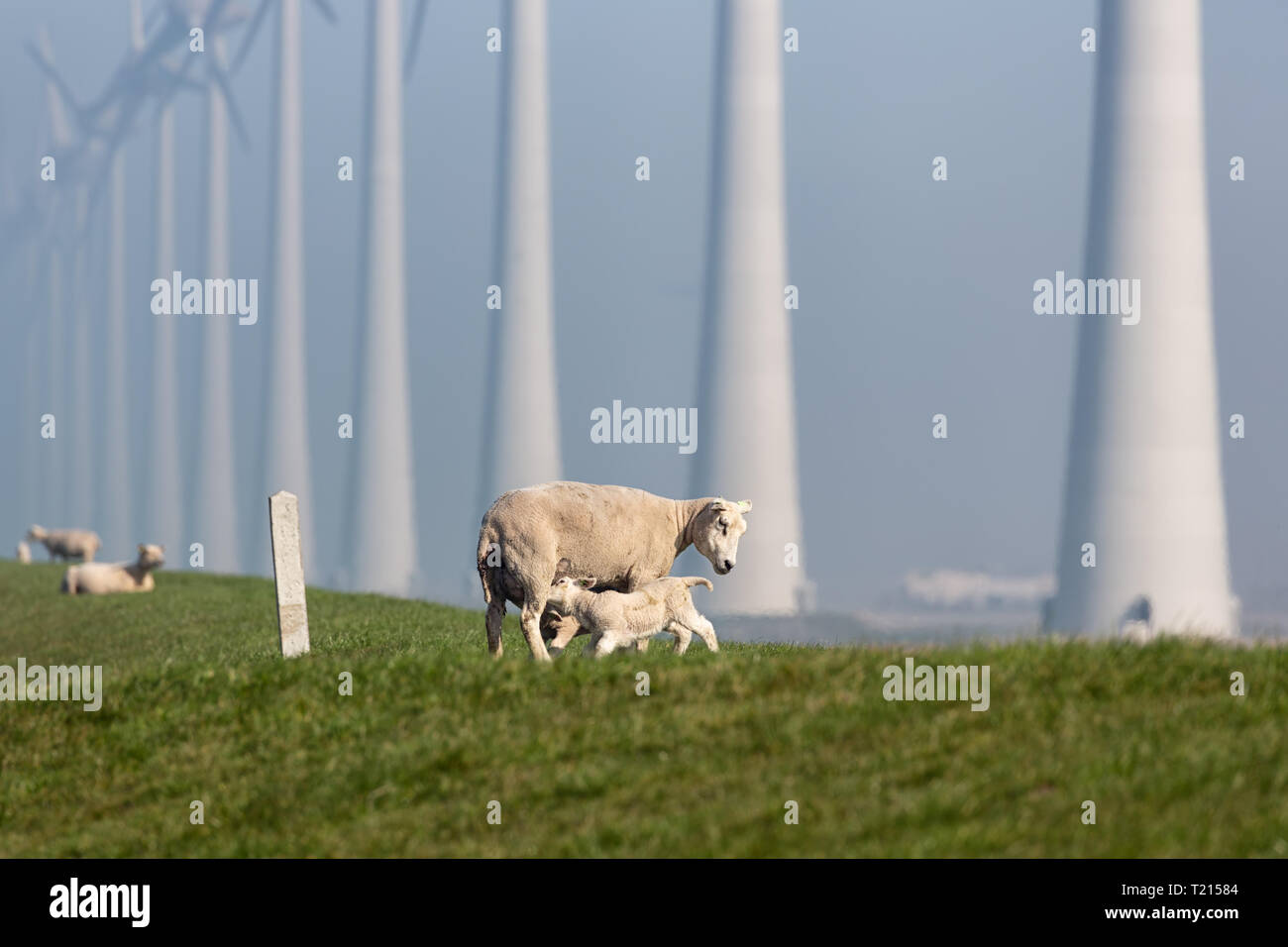 Les brebis avec agneau dans près de digue ferme éolienne néerlandaise Banque D'Images