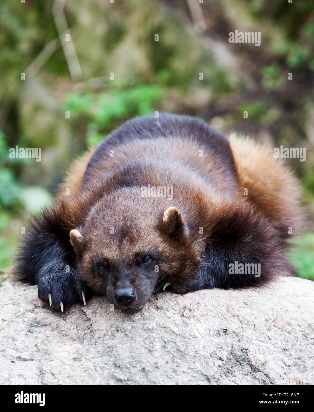 Le Carcajou Egalement Orthographie Wolverene Gulo Gulo Gulo Est Latin Pour Glouton Egalement Appele Le Glouton Carcajou Les Ours Ou Quickhatch Est La Plus Grande Des Especes Terrestres De La Famille Des