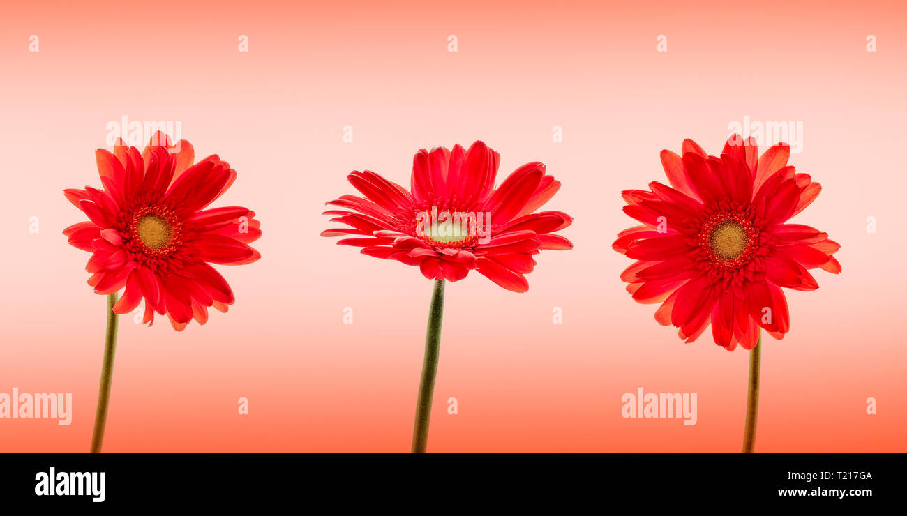 Trois marguerites gerbera (rouge) fleurs sur fond rouge Banque D'Images