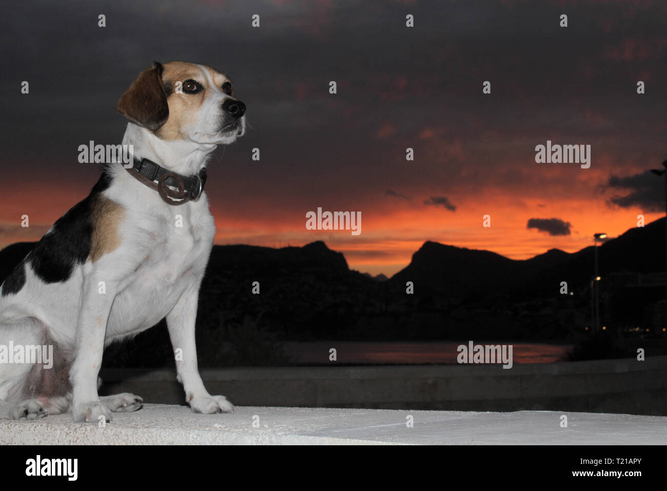 Croix Beagle chien assis, Mountain fond Coucher de soleil Banque D'Images