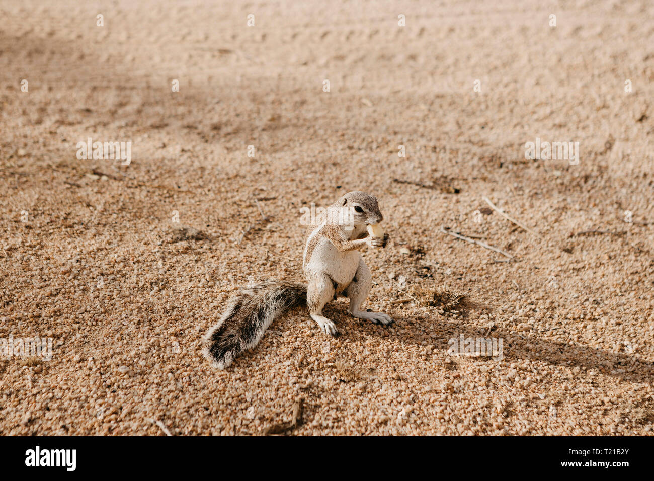 La Namibie, l'écureuil debout dans le sable de manger Banque D'Images