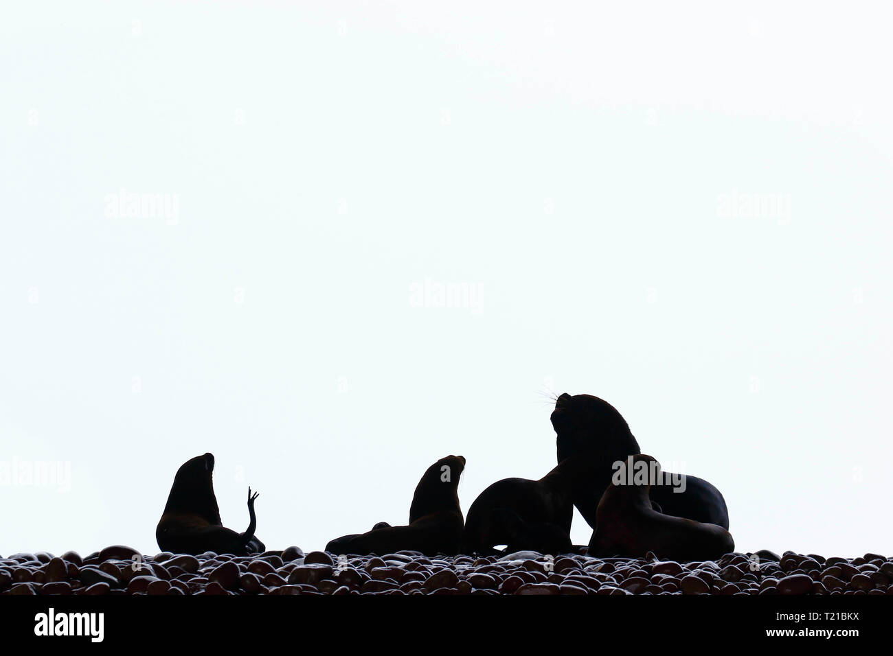 Silhouette de petite colonie de lions de mer (Otaria flavescens) vu contre la lumière sur la rive de l'îles Ballestas à Paracas, Pérou. Banque D'Images