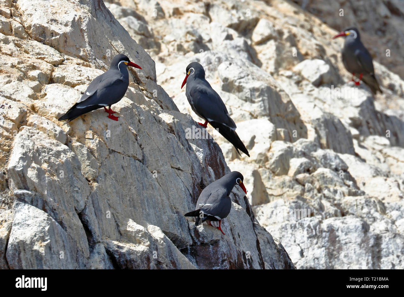 Groupe de sterne Inca Larosterna inca (dans la liberté) perché sur un éperon rocher des îles Ballestas à Paracas, Pérou. Banque D'Images