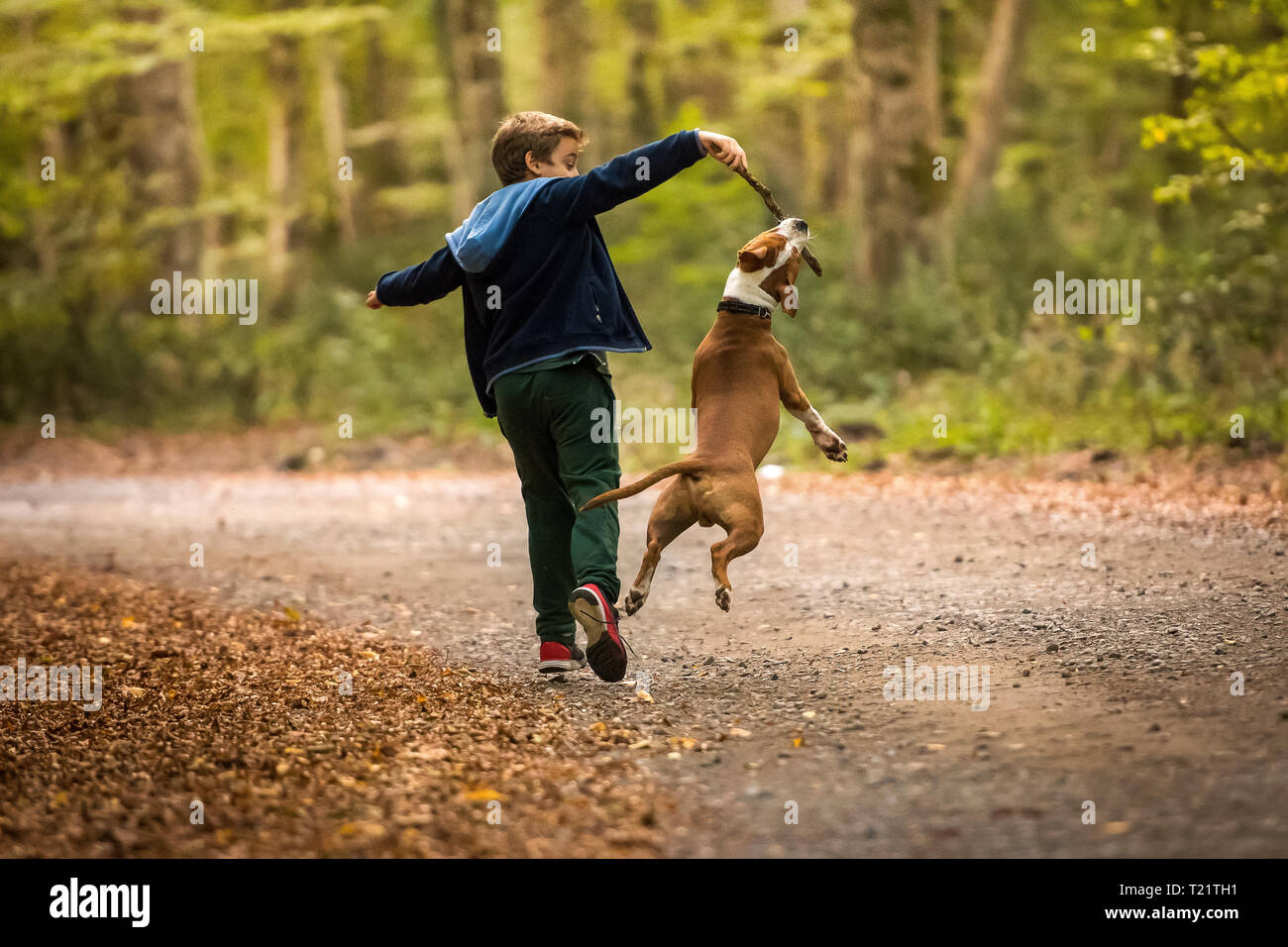 American Staffordshire Terrier puppy playing en forêt avec un enfant Banque D'Images