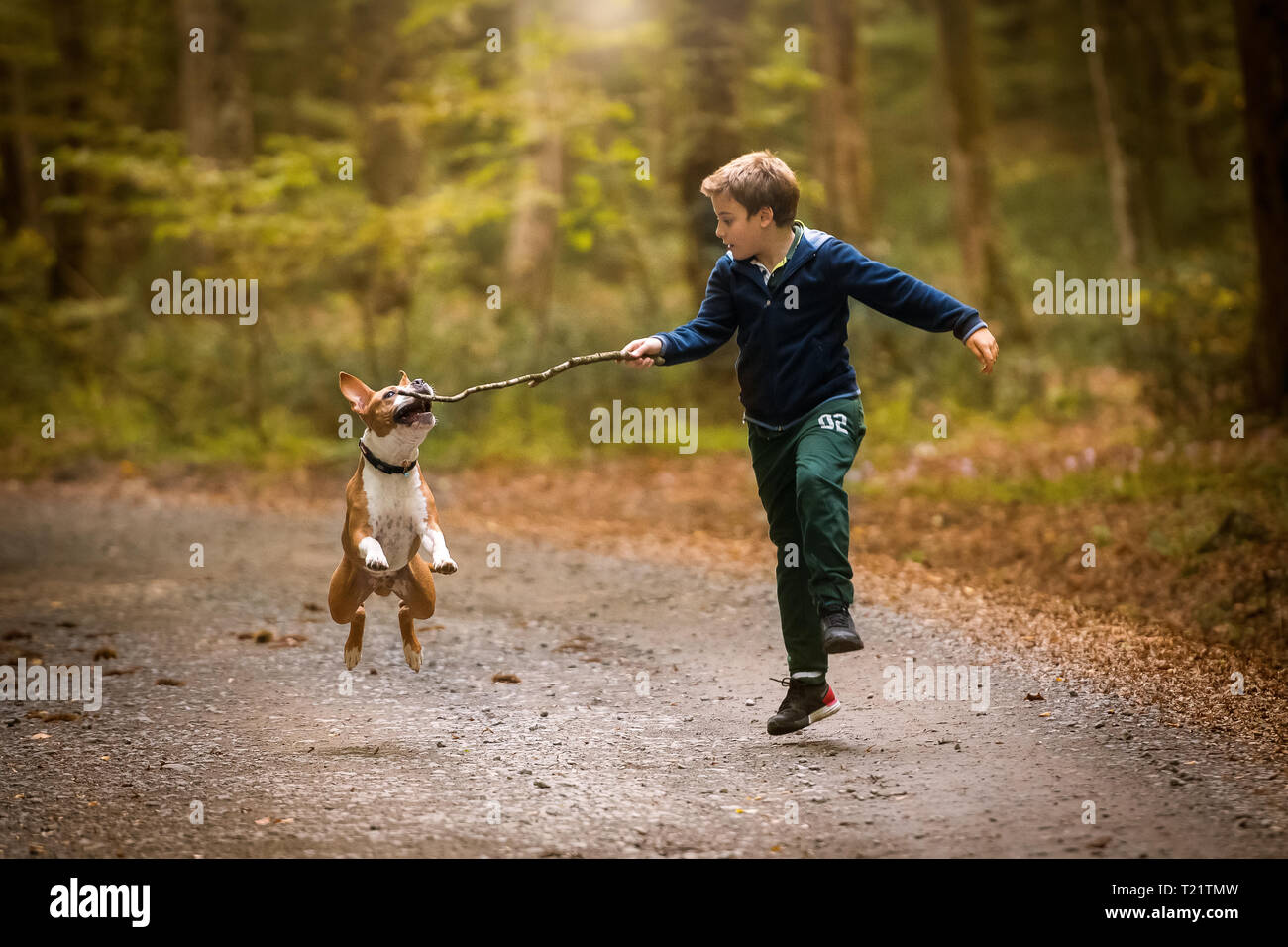 American Staffordshire Terrier puppy playing en forêt avec un enfant Banque D'Images