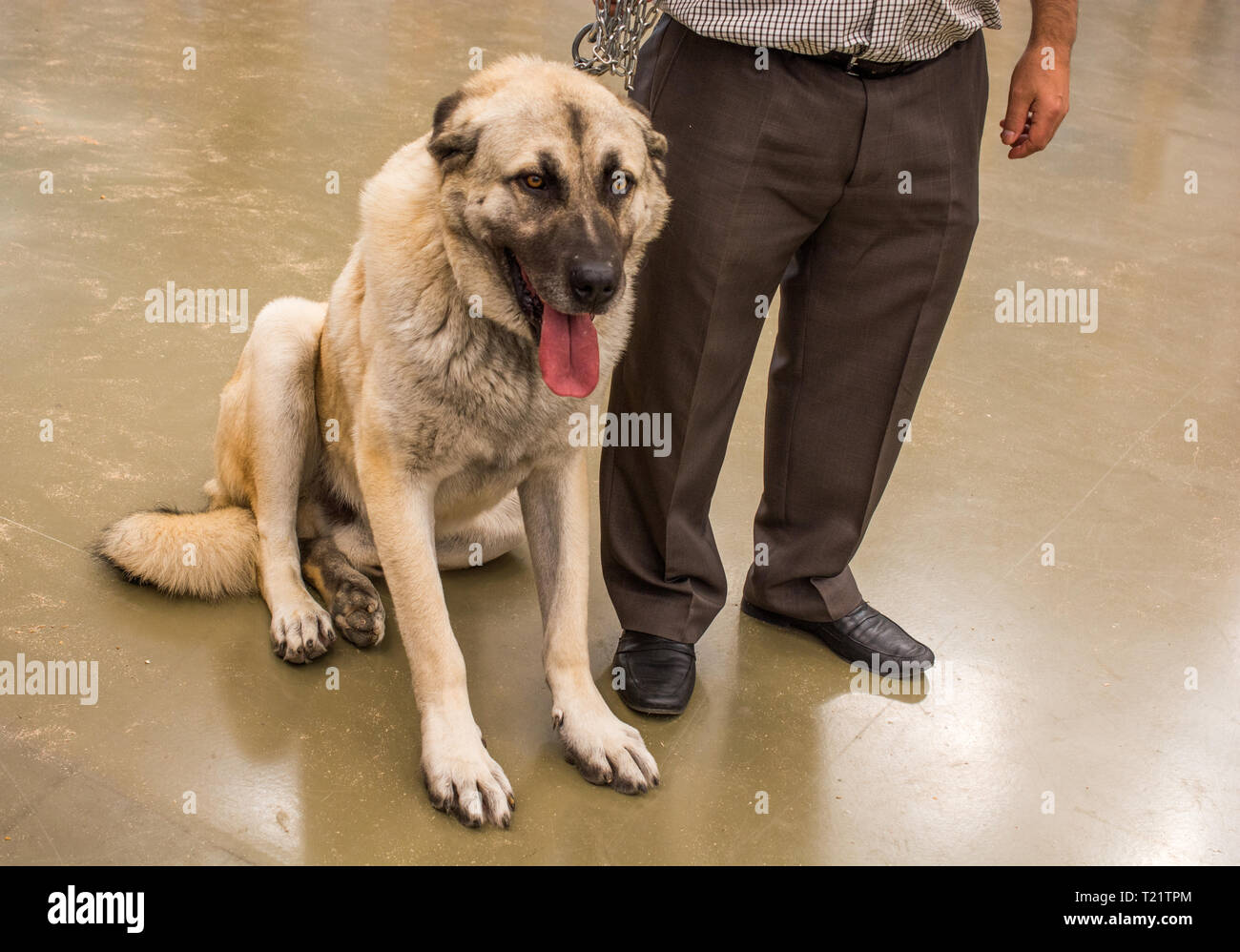 Race Kangal Turc Berger Comme Chien De Protection De L
