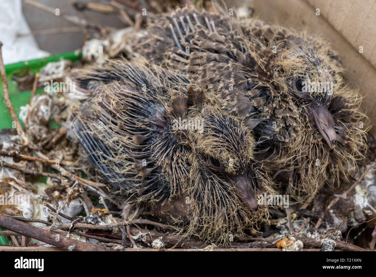 Baby Laughing dove (Streptopelia senegalensis) feedlings - nouveau-né en attente dove nest pour la nourriture avec la croissance de nouvelles plumes - Macro - vraiment fermer Banque D'Images