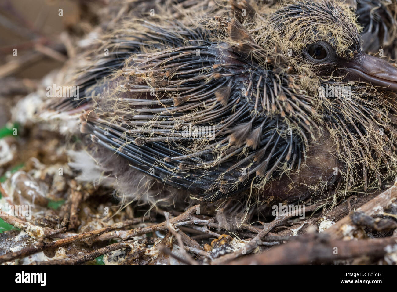 Baby Laughing dove (Streptopelia senegalensis) feedlings - nouveau-né en attente dove nest pour la nourriture avec la croissance de nouvelles plumes - Macro - vraiment fermer Banque D'Images