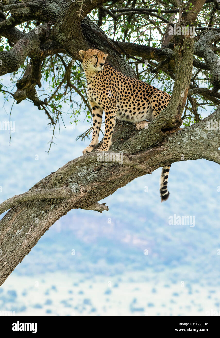 Un guépard, Acinonyx jubatus jubatus, est assis dans un arbre en Masai Mara National Reserve, Kenya Banque D'Images