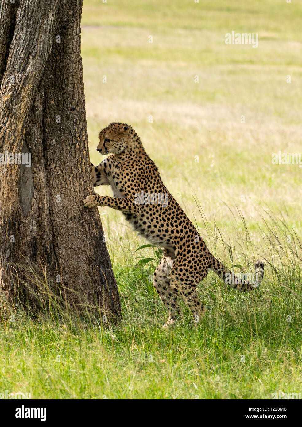 Un guépard, Acinonyx jubatus jubatus, renifle un tronc d'arbre après avoir marqué son territoire dans la Masai Mara National Reserve, Kenya Banque D'Images