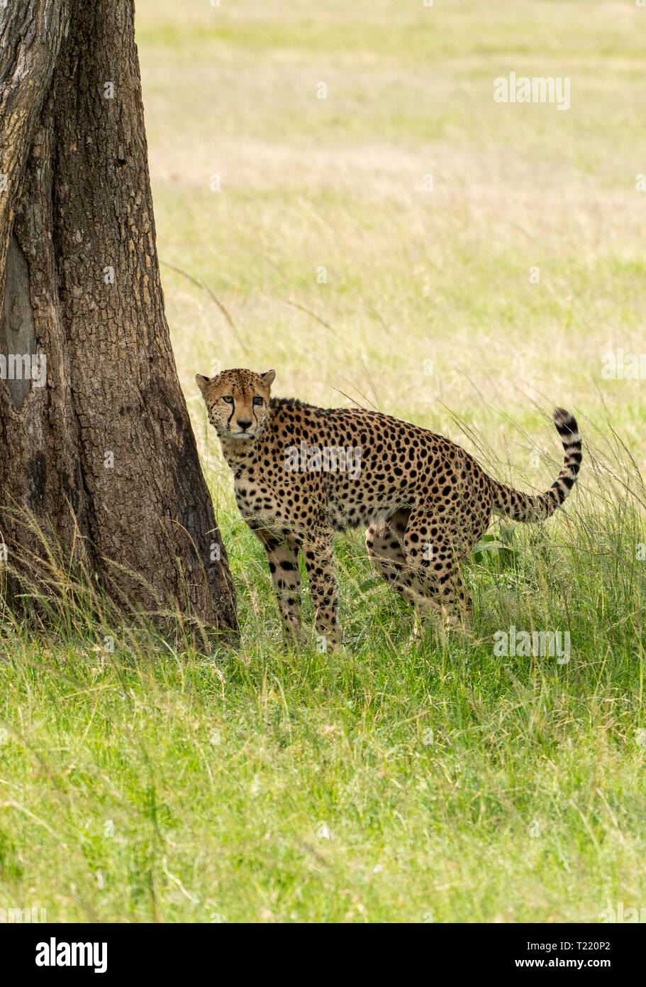 Un guépard, Acinonyx jubatus jubatus, est situé au pied d'un arbre après avoir marqué son territoire dans la Masai Mara National Reserve, Kenya Banque D'Images