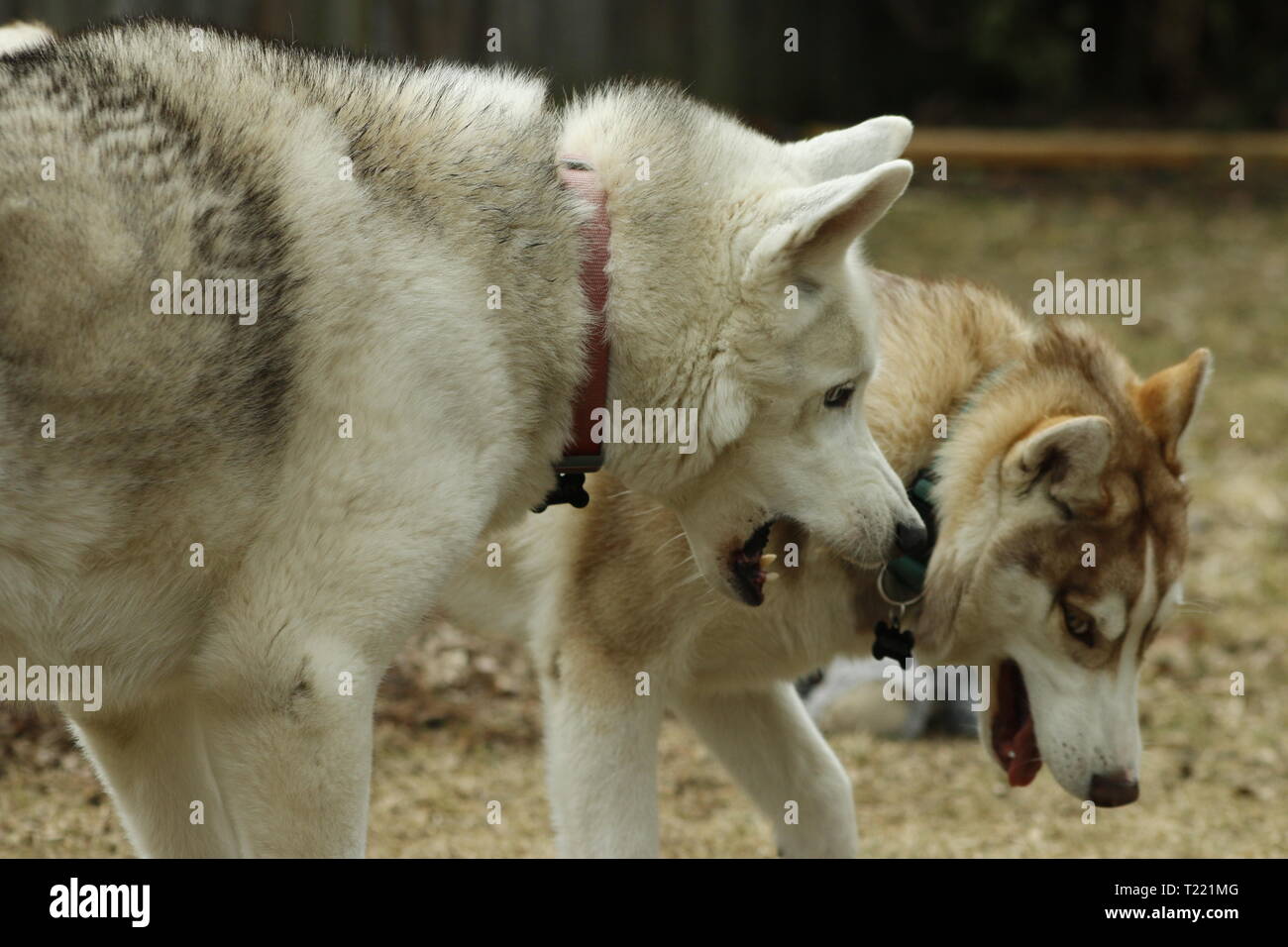 Husky de Sibérie frères jouent ensemble montrant les dents et jouant dans la rue. Banque D'Images