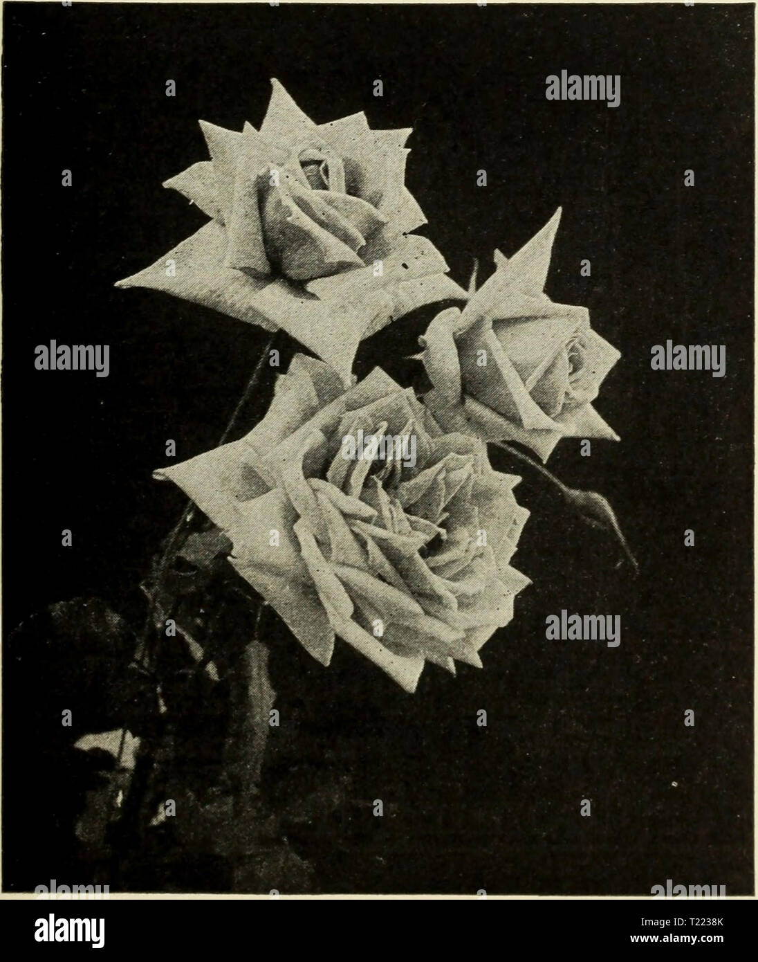 Image d'archive à partir de la page 42 du guide de culture rose Dingee Dingee guide de culture dingeeguidetoros rose19ding 7 Année : 1916 Wellesley. Virginie R. Coxe. La plupart d'un jardin magnifique Wellesley est passé d'une belle nuance de rose, sain, vigoureux ; producteur remarquablement libre-floraison, avec des qualités de conservation ; la plupart des jardins de rose précieuse, car elle est particulièrement adaptée pour la culture en plein air. Pro- duits fleurs sur de longues tiges raides.s. Mme. HERBERT STEVENS un nouveau hardy Rose Thé d'ex- mérite extraordinaire. Le bloom est aussi longue, et encore plus pointue que la Maman Cochet, d'être parfait dans la forme et la forme. Banque D'Images