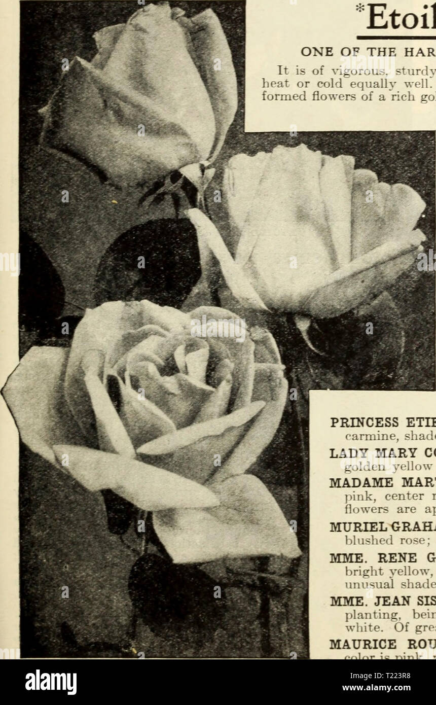 Image d'archive à partir de la page 46 du guide de culture rose Dingee Dingee guide de culture rose : 1850 1910 dingeeguidetoros19ding 1 Année : 1910 iQioKDiGEE Guide de Culture Rose 850 PLATEAU EVERBLOOMING ROSES, continué ♦LE GÉNÉRAL DE TARTAS. Cette Rose n'a pas de chambre pour la literie, produisant de grandes fleurs, qui sont pleins et parfumé. Il est de bonne habitude, et un excellent a augmenté dans tous les sens. Couleur^ est un brillant carmine, profondément ombragé avec 'iolet-pourpre, souvent teinté -ième buff. ISABELLA SPRUNT. Cette Rose jaune d'or a été KNO-wn comme favori depuis plus de 20 ans. Il s'agit d'un fre Banque D'Images