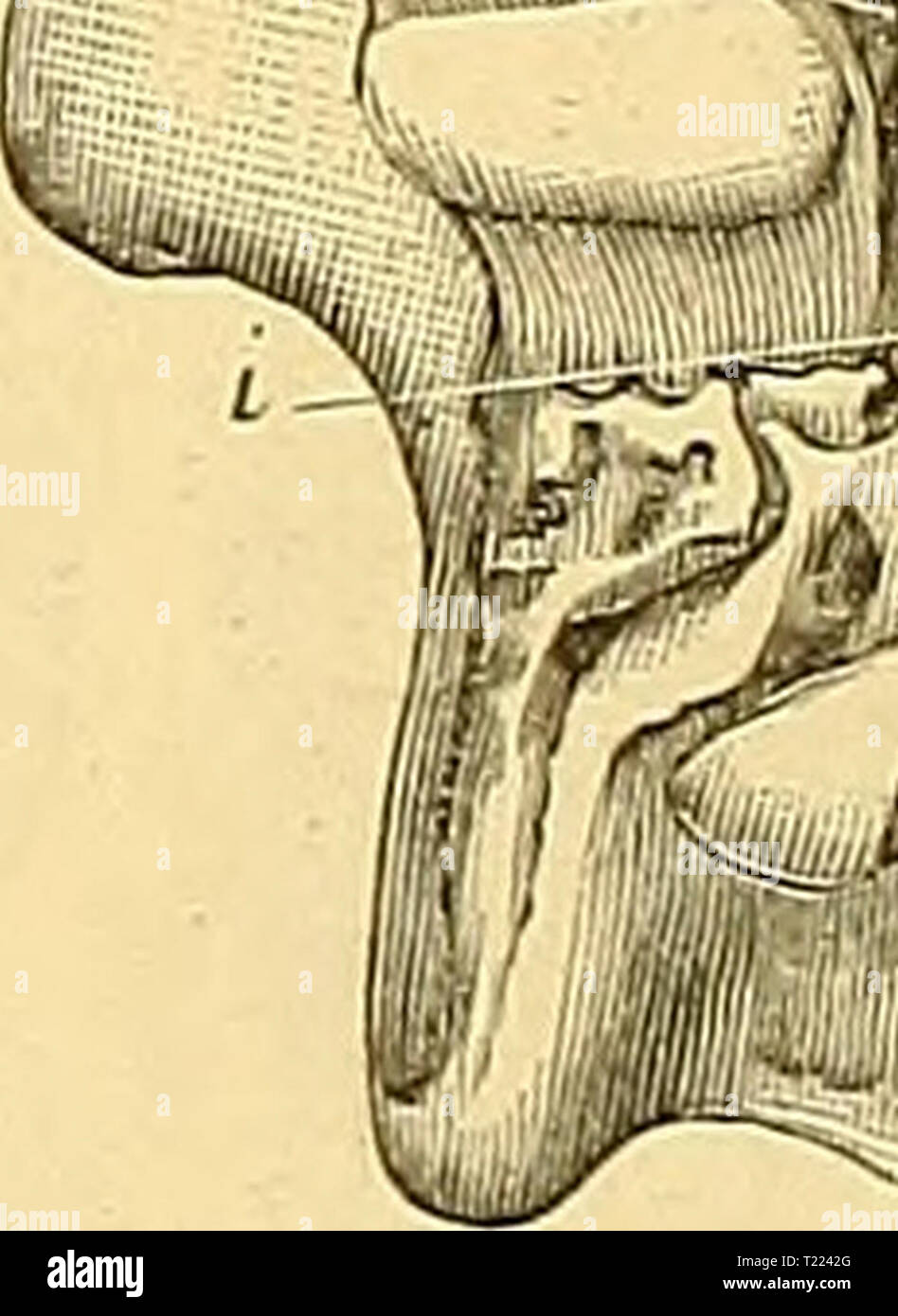 Image d'archive à partir de la page 49 d'Dinocerata Dinocerata d'une monographie : une monographie d'un ordre éteint de mammifères gigantesques dinoceratamonogr00mars Année : 1886 26. FietTEE-crâne de Dinoceras mirabile, Marsh (No. 1036) ; vu de ci-dessous. 27. KlUURB-Crâne 0 ?Dinoceras laticeps, Marsh (No. 1039) ; même vue. un foramen palatin antérieur. ; J. palato-maxiUary antorbital foramen ; c. foramen ; d. face postérieure du foramen palatin ; e. la partie postérieure des narines ; / maguum foramen. ; /'. foramen occipital ; g. stylomastoid foramen lacerum foramen ; A. ; posterins » basisphenoid au foramen vasculaire. ; j. l'ouverture postérieure de alisphe Banque D'Images